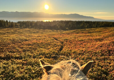 Horse at a beautiful sunset
